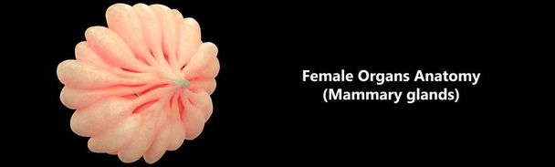 Órgão de corpo feminino humano (glândula mamária). 3D - Ilustração
 - Foto, Imagem