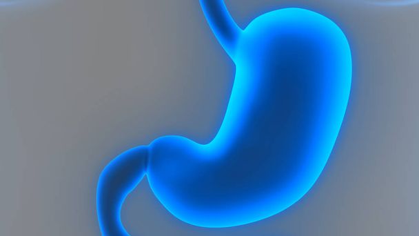 Système digestif humain (anatomie de l'estomac). 3D - Illustration
 - Photo, image