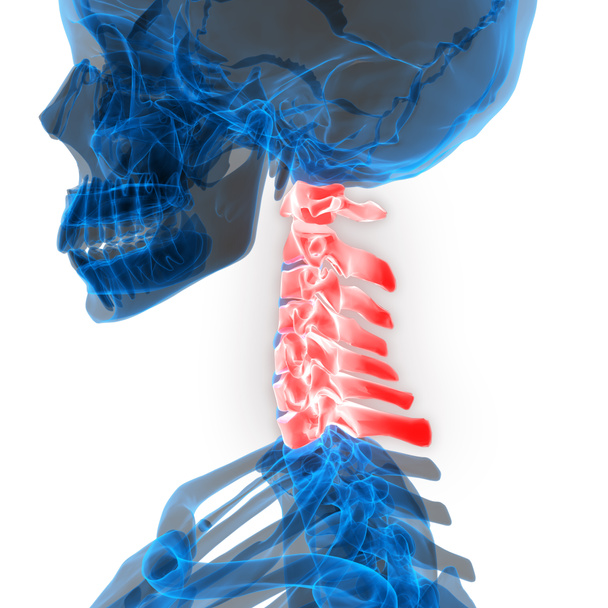 Human Skeleton System Vertebral Column Cervical Vertebrae Anatomy. 3D - Illustration - Photo, Image