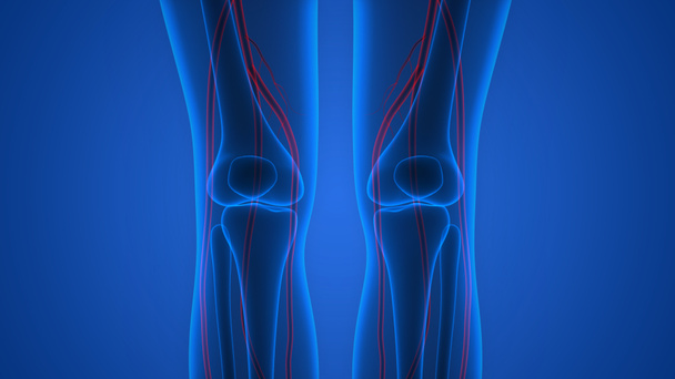 Scheletro umano con sistema nervoso (articolazione del ginocchio). 3D - Illustrazione
 - Foto, immagini