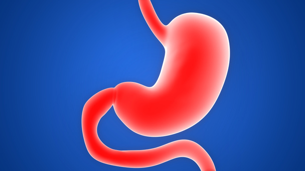 Sistema digestivo humano Anatomía estomacal Vista anterior. 3D
 - Foto, imagen
