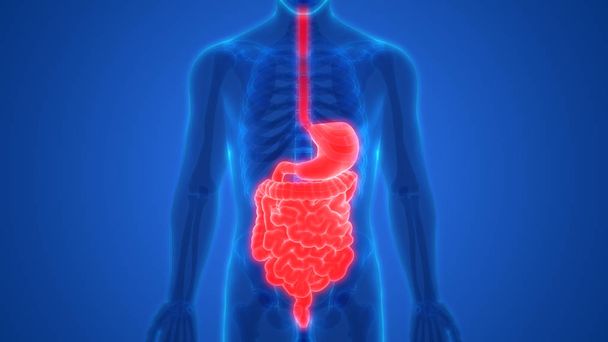 Anatomía del intestino grueso del sistema digestivo humano. 3D
  - Foto, Imagen
