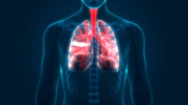 Анатомия легких дыхательной системы человека. 3D - Фото, изображение