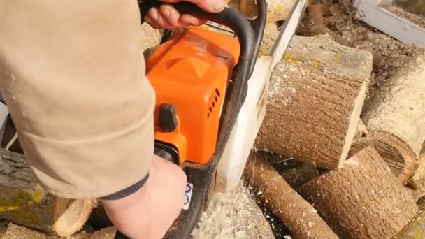 Houtkappers hakken hout met een kettingzaag. Langzame beweging - Video