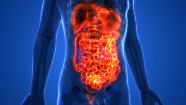 Human Digestive system Anatomy (Stomach with Small Intestine) 3d - Фото, зображення