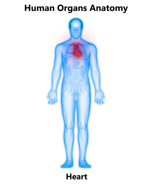 Anatomía del corazón humano. 3D Ilustración
 - Foto, Imagen