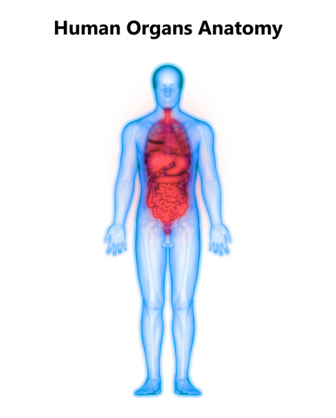 Menselijk spijsverteringsstelsel Anatomie (maag met dunne darm). 3d - Foto, afbeelding