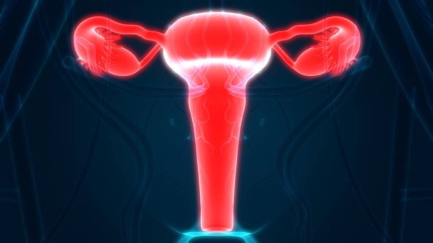 Anatomía del sistema reproductivo femenino. 3D Ilustración
 - Foto, Imagen