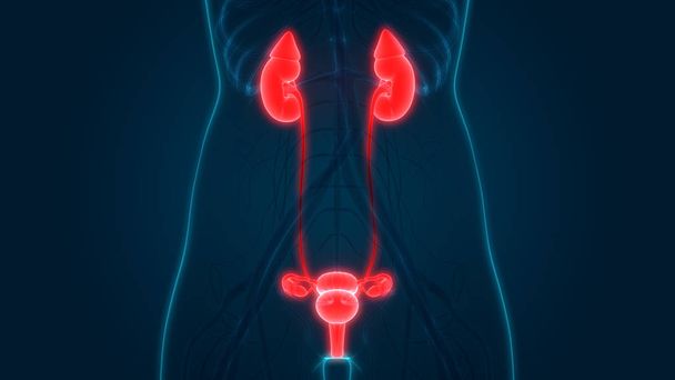 Système reproducteur féminin avec anatomie du système urinaire. 3D - Illustration
 - Photo, image
