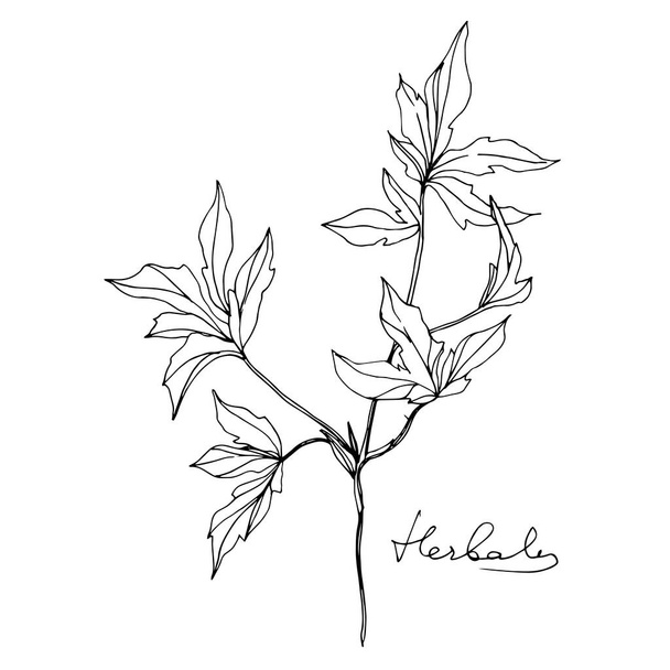 Wektor Ziołowe liście kwiatowe. Czarno-biała grawerowana sztuka tuszu. Izolowany ziołowy element ilustracji - Wektor, obraz