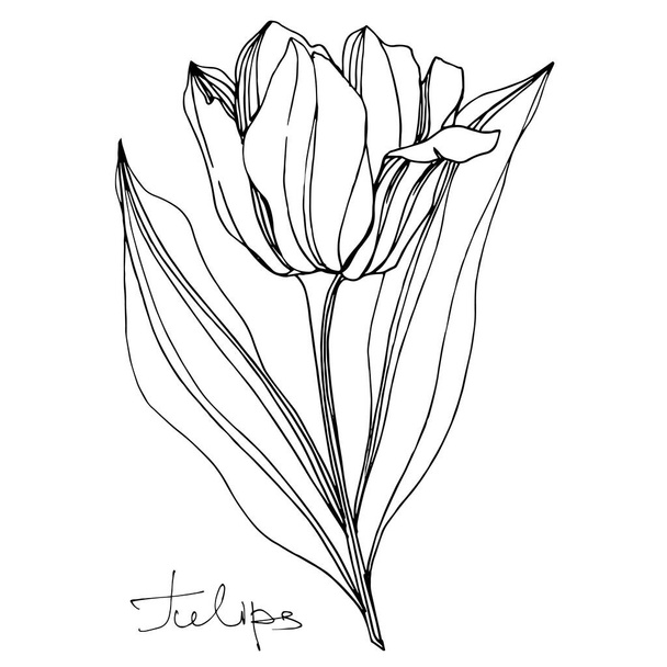 Vector tulip floral botanical flower. Black and white engraved ink art. Isolated tulips illustration element. - Vettoriali, immagini