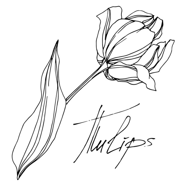 Wektor tulipan kwiatowy kwiat botaniczny. Czarno-biała grawerowana sztuka tuszu. Izolowany element ilustracji tulipanów. - Wektor, obraz