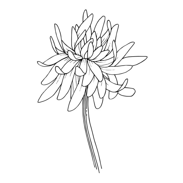 Krizantém virág botanikai virágok vektor. Fekete-fehér vésett tinta art. Elszigetelt virág ábra elem. - Vektor, kép