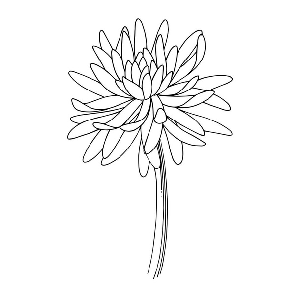 Vector Chrysanthemum floral botanical flowers. Black and white engraved ink art. Isolated flower illustration element. - Vetor, Imagem
