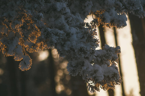 Winter bright background with snowy pine branches in the sun. - Photo, Image