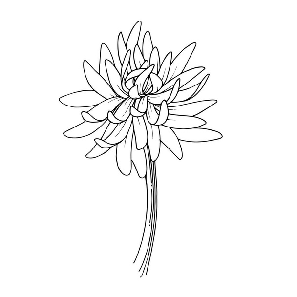 Vector Chrysanthemum flores botánicas florales. Tinta grabada en blanco y negro. Elemento de ilustración de flores aisladas
. - Vector, Imagen