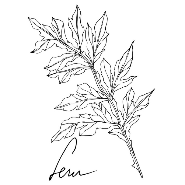 Vector Fern leaf. Leaf plant botanical foliage. Black and white engraved ink art. Isolated fern illustration element. - ベクター画像