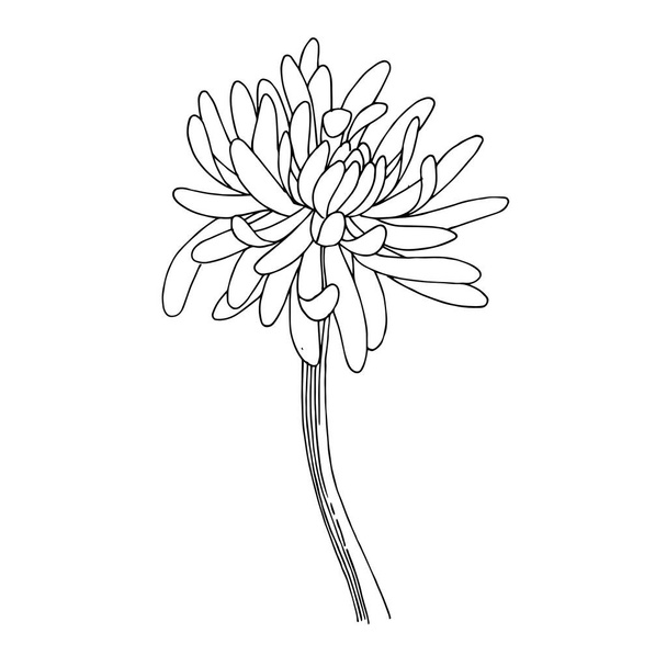 Vector Chrysanthemum floral botanical flowers. Black and white engraved ink art. Isolated flower illustration element. - ベクター画像