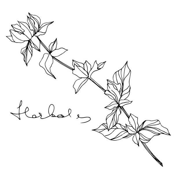 Vektorpflanzliches Blütenblatt. Schwarz-weiß gestochene Tuschekunst. isolierte pflanzliche Illustrationselement. - Vektor, Bild