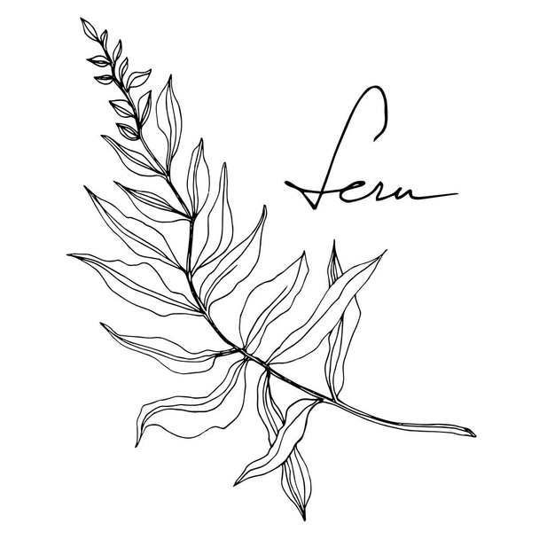 Vector Fern leaf. Leaf plant botanical foliage. Black and white engraved ink art. Isolated fern illustration element. - Vetor, Imagem