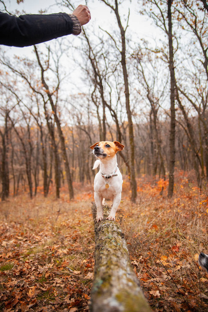 Dog breed Jack Russell Terrier stands on a log in the park in autumn - Fotoğraf, Görsel