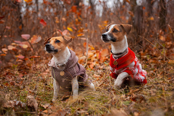Two Jack Russell Terrier dogs in clothes on the lawn in the autumn forest - Foto, Bild