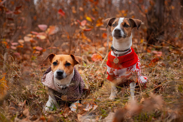 Two Jack Russell Terrier dogs in clothes on the lawn in the autumn forest - Foto, imagen