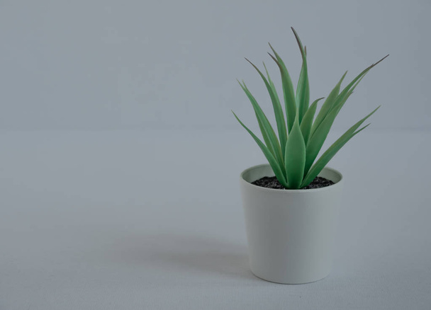 succulent in a white pot on a white background - Photo, image