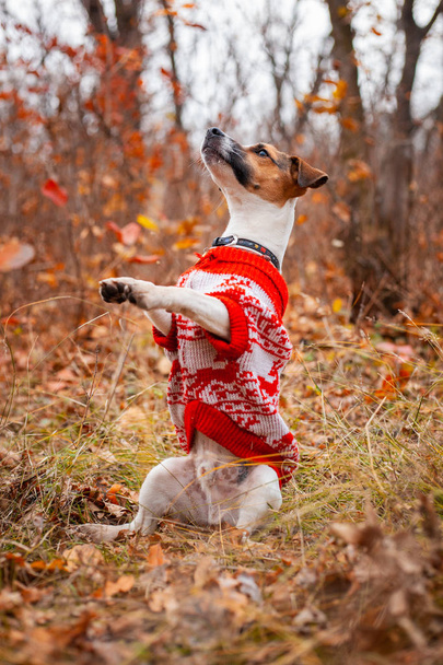 Dog Jack Russell Terrier sits in a sweater and raises its paws up - Foto, Bild