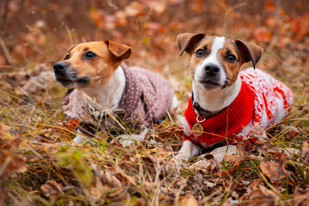 Two Jack Russell Terrier dogs in clothes on the lawn in the autumn forest - Φωτογραφία, εικόνα