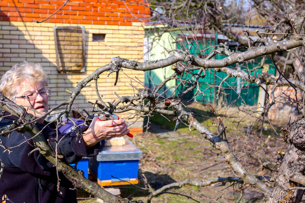 Starsza kobieta tnie gałęzie, przycinając drzewa owocowe Shea - Zdjęcie, obraz