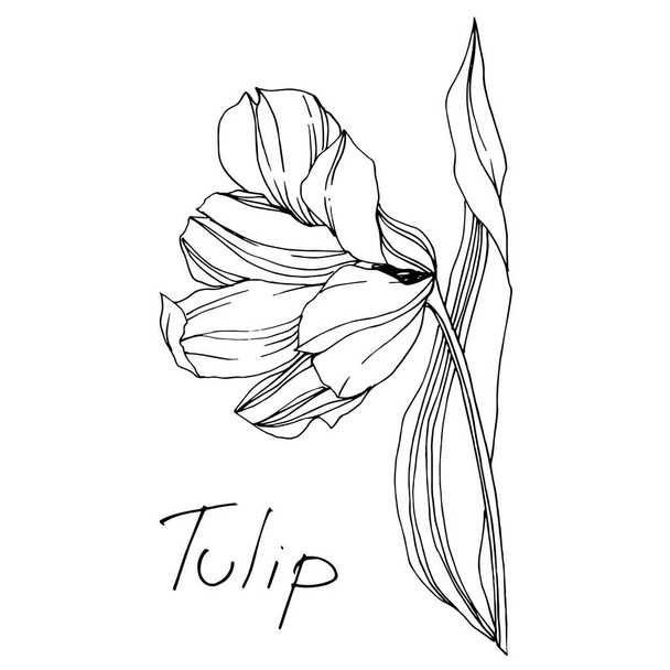 Διάνυσμα τουλίπας λουλουδιών βοτανικό λουλούδι. Μαύρο και άσπρο χαραγμένο μελάνι τέχνης. Μεμονωμένες τουλίπες εικονογράφηση στοιχείο. - Διάνυσμα, εικόνα