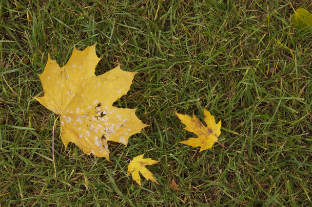 Осенний клен оставляет вид на задний план. много желтых и красных осенних листьев
. - Фото, изображение