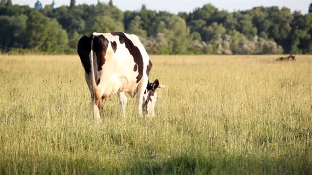 The cow is grazed on a meadow - Footage, Video