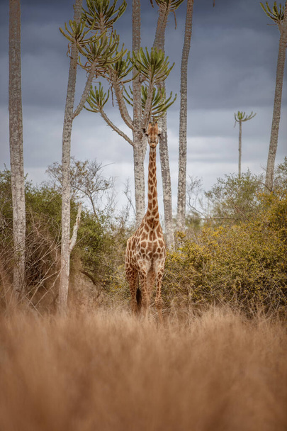 Giraffe in Angola in its wildest state. - Photo, Image