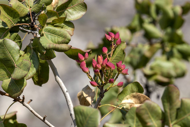 Groene pistachenoten op een tak close-up - Foto, afbeelding