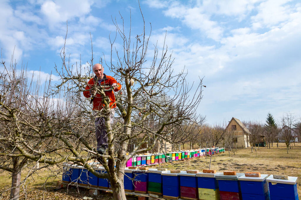Jardineiro é cortar ramos, podar árvores frutíferas com poda s
 - Foto, Imagem