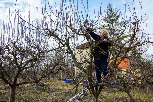 Donna anziana sta tagliando rami, potatura alberi da frutto con cesoia
 - Foto, immagini