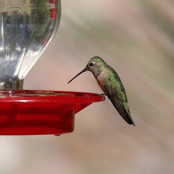 Brede kolibrie (vrouwtje) (selasphorus platycercus)) - Foto, afbeelding