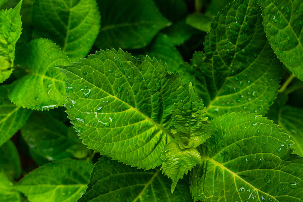 Green leaves pattern background. Natural background. Green leaf with water drop. - 写真・画像