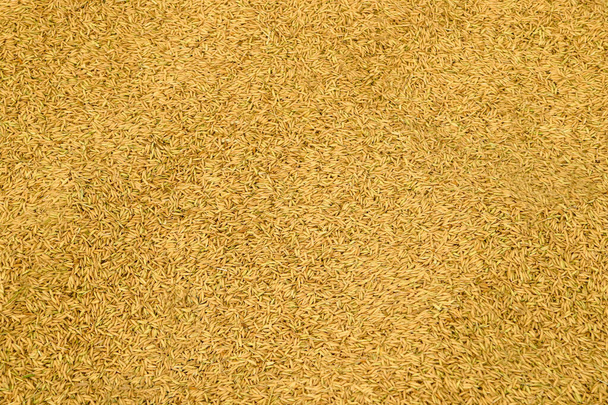 Pilha de fundo de textura de arroz Paddy
. - Foto, Imagem