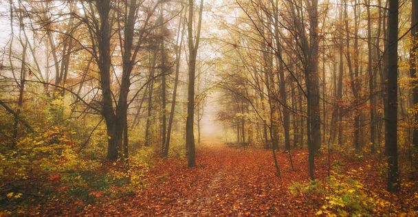 A gyönyörű sugárút az őszi parkban sok fával és  - Fotó, kép