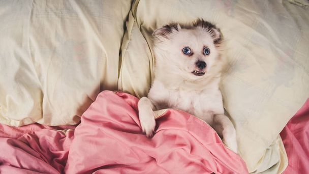 Little relaxed dog lying on bed. Little white dog with blue eyes lying on bed at home. Pet friendly accommodation: dog asleep on pillows and duvet on bed - 写真・画像