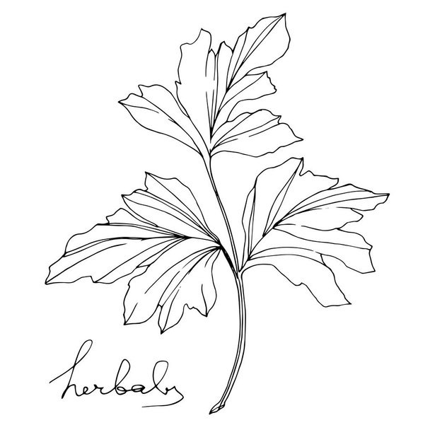 Vector Herbal follaje floral. Tinta grabada en blanco y negro. Elemento aislado de ilustración a base de hierbas
. - Vector, Imagen