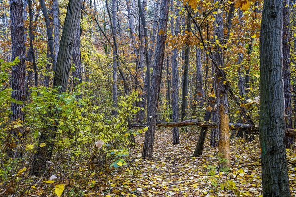 01 _ Herbst in vitosha mountain, sofia, bulgaria - Foto, Bild