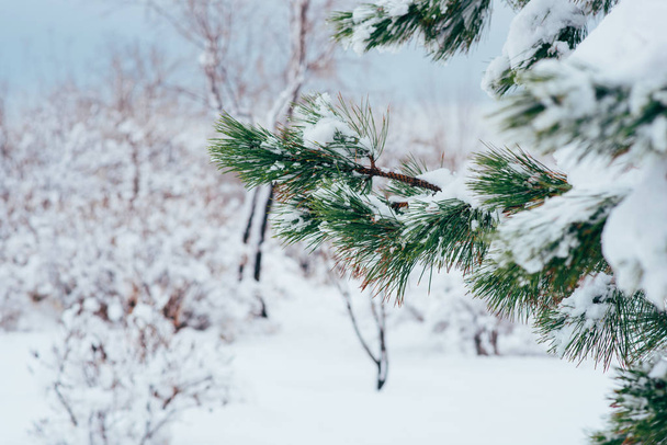 Fir branch in snow. Closeup of pine branch with snow. Christmas and New Year holiday background. Vintage color tone. Copy space for your text. - Foto, Imagen