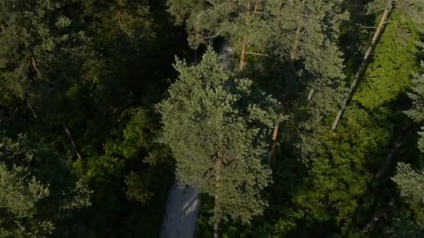 gyalogút erdőben - Felvétel, videó
