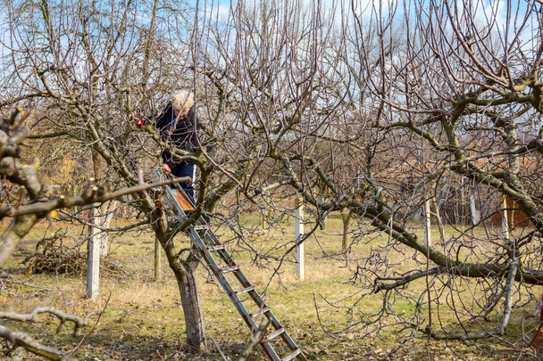Starší žena stříhá větve, stříhá ovocné stromy nůžkami - Fotografie, Obrázek