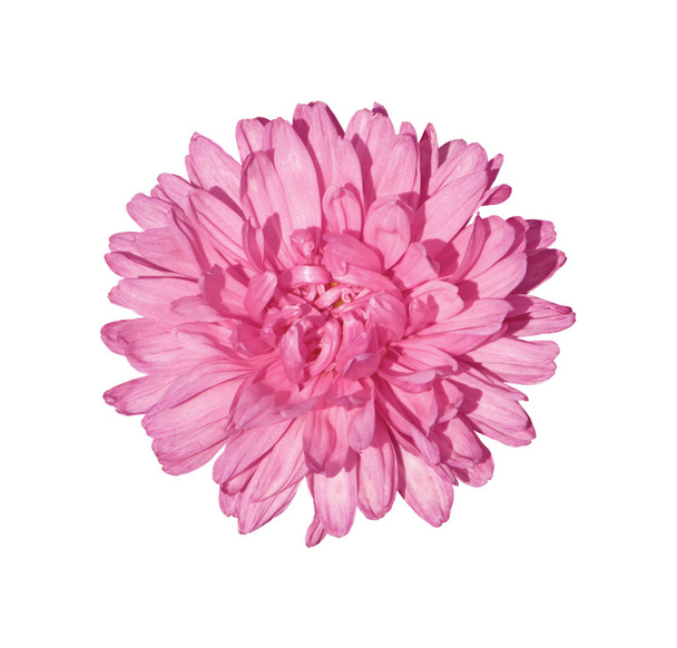 Belo crisântemo rosa isolado em um fundo branco
 - Foto, Imagem