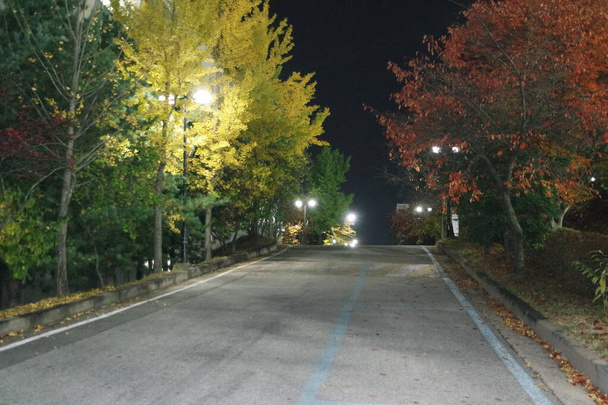 Вид на ніч з мощеного пішохідного шляху або пішки з деревами з боків
 - Фото, зображення